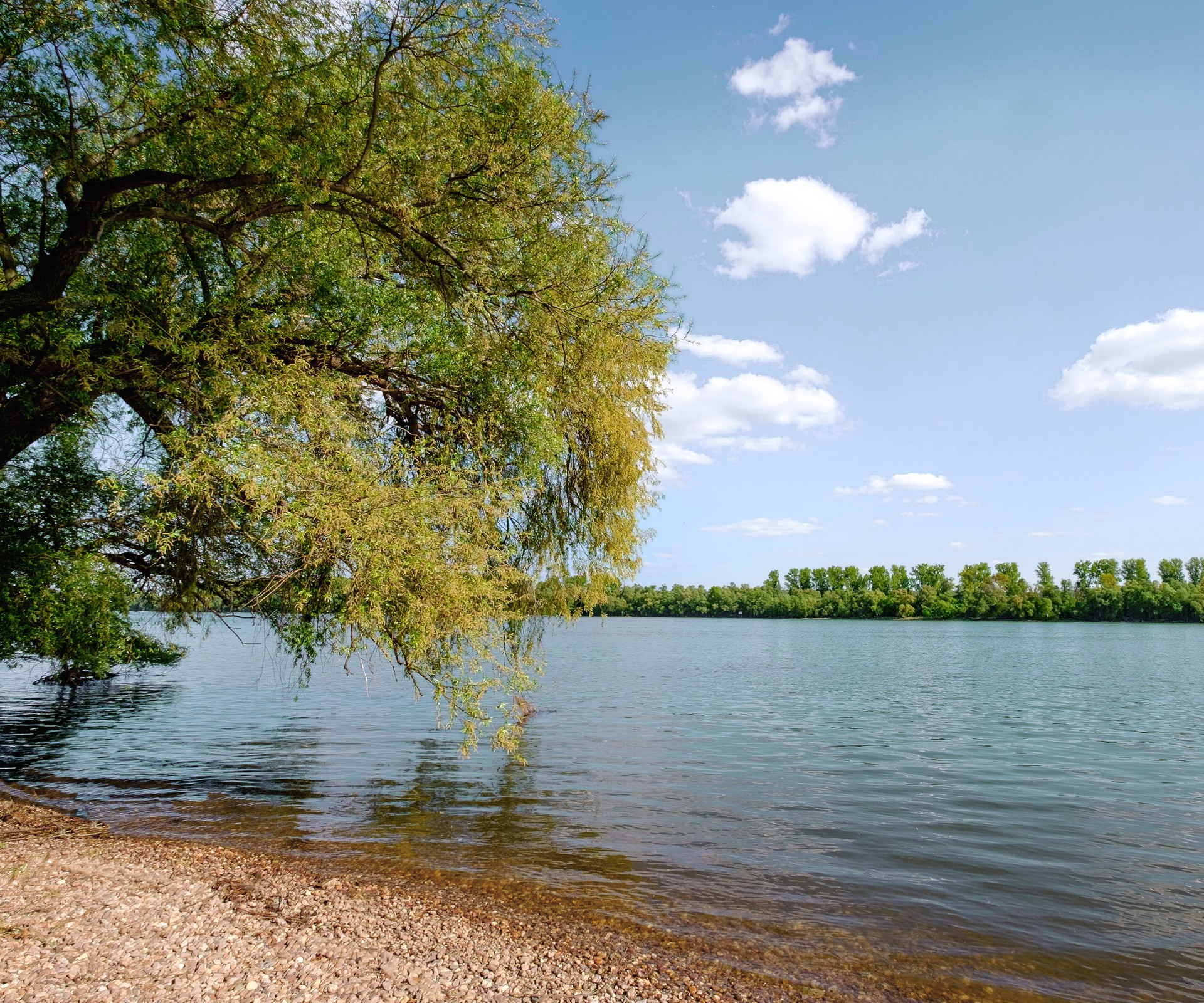 Baum am Ufer eines Sees mit Blick auf die andere Uferseite